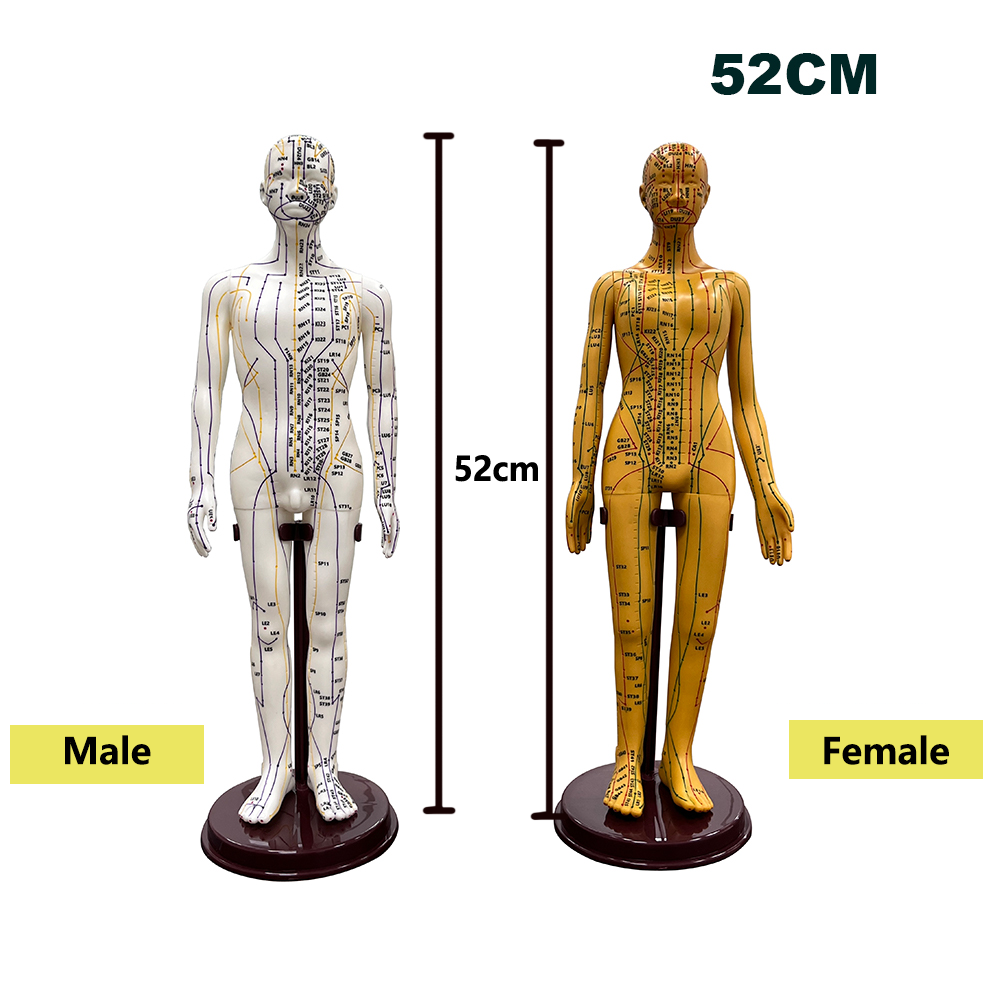 Men'S Accessories Rack - 52 ซม.ผู้ใหญ่ Human Body การฝังเข็มรุ่นจีน Man/ผู้หญิง